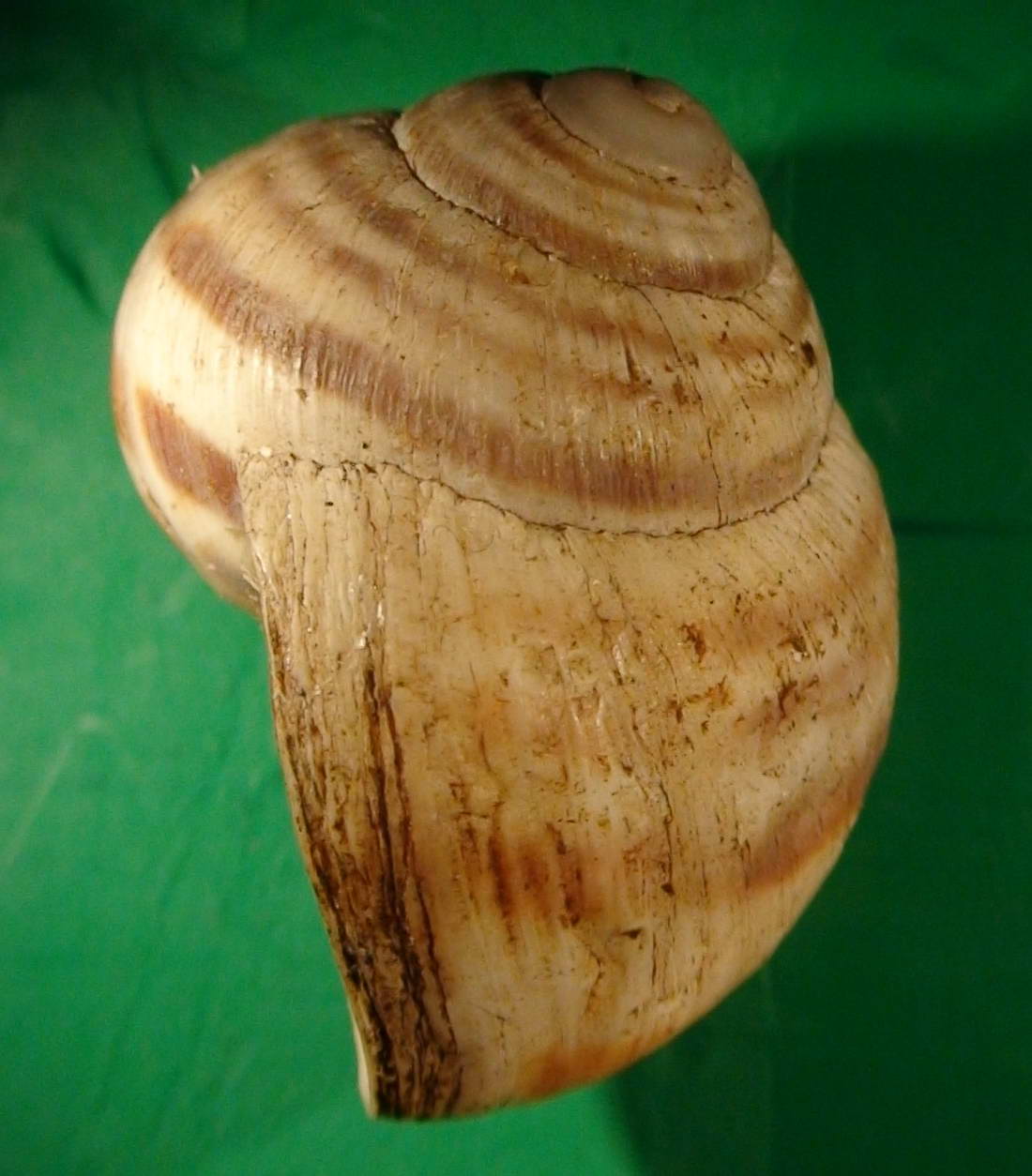 Helix (Helix) delpretiana Paulucci, 1878